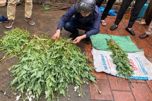 Người đàn ông trồng hơn 300 cây thuốc phiện cao gần 1 mét trong vườn tại Hà Nội