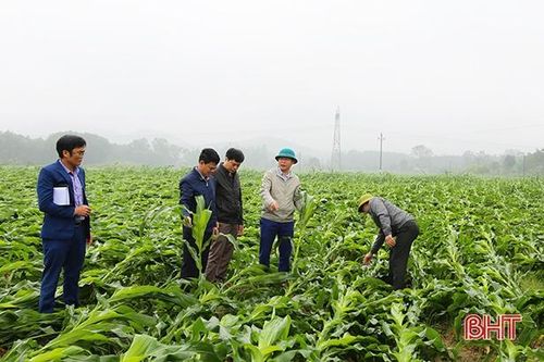 Hà Tĩnh: Mưa lớn kèm gió mạnh làm hơn 1.400 ha ngô bị gãy đổ