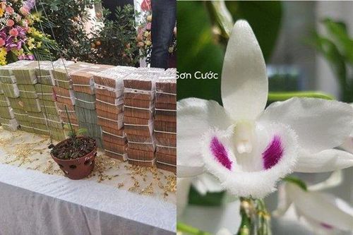 Lý giải ngành thuế không thu được đồng nào từ giao dịch lan đột biến 'khủng'