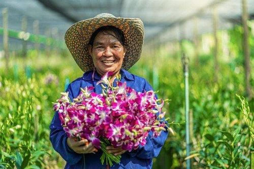Nghịch lý 'chơi lan': Nơi bán tiền tỷ, nơi vứt bỏ vì ế không ai mua