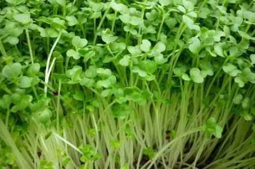 Những cách trồng rau mầm không cần đất đơn giản nhất