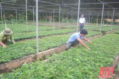 Khôi phục và phát triển rừng lim xanh