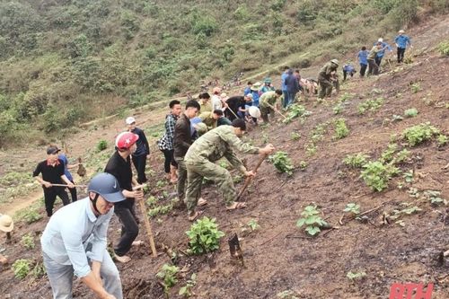 Xã Mường Chanh trồng thí điểm 5 ha cây gai xanh