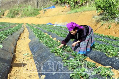 Phát triển sản xuất gắn với tiêu thụ sản phẩm