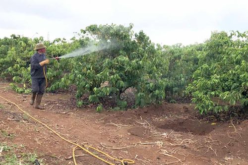 Gia Lai khẩn trương phòng trừ bệnh rệp sáp trên cây cà phê