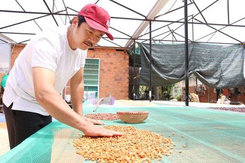 Cà phê sạch dưới chân đèo D'ran