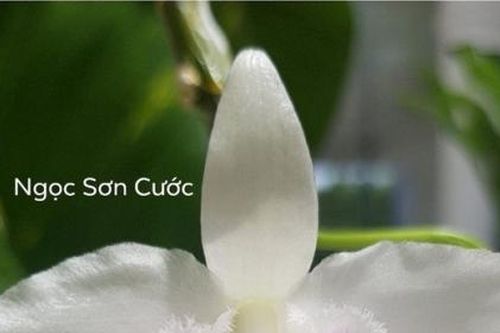 Tổng cục Thuế nói gì về thu thuế đối với lan đột biến?