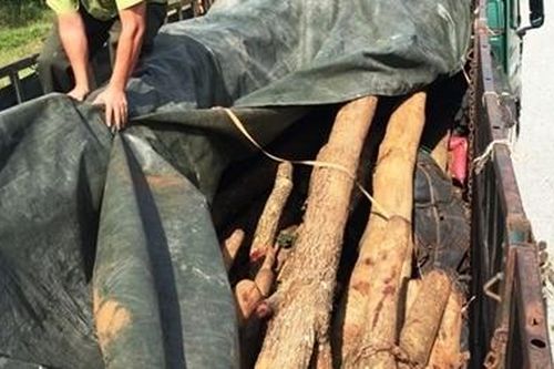 Liên tiếp bắt 2 vụ vận chuyển lâm sản trái phép