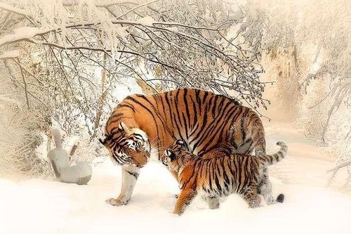 Dự đoán 12 con giáp ngày 22/3: Dần buôn bán suôn sẻ, Mão cả nể nên hao tài