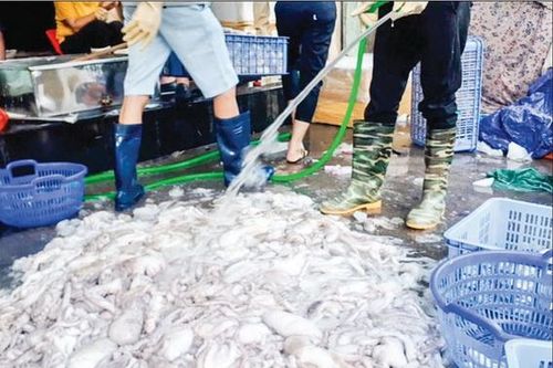Hiểm họa khi ăn hải sản 'tắm' hóa chất tẩy trắng