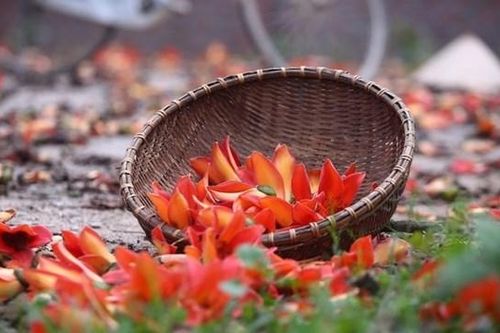 Hoa gạo tháng 3: Không chỉ đẹp mà còn ngon