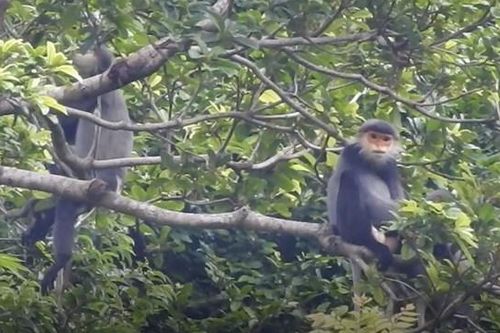 Quảng Ngãi: Xử lý đối tượng bắn chết voọc chà vá quý hiếm
