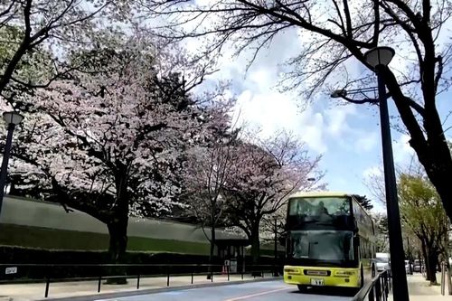 Tour xe bus ngắm hoa anh đào ở Tokyo