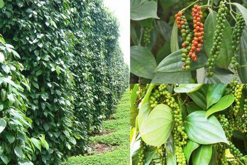 Giá tiêu hôm nay 23/3: Đầu cơ xả hàng kéo giá tiêu giảm mạnh, nông dân cần tỉnh táo chờ khi giá tốt