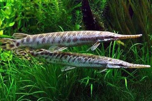 Hà Nội: 5 bà cháu phải nhập viện do ăn trứng cá sấu hỏa tiễn