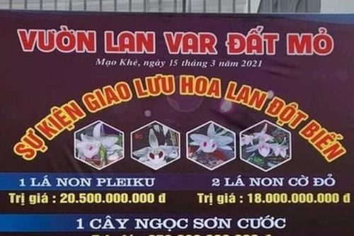 Ngành thuế đưa giao dịch lan đột biến vào 'tầm ngắm'