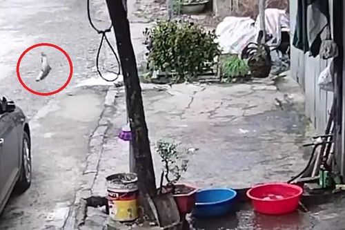 Báo Anh đăng video lý thú về con cá 'vượt ngục' tại Việt Nam