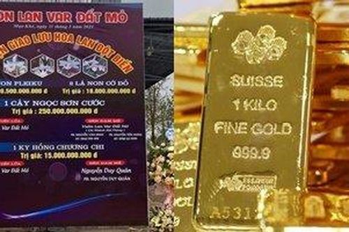 1 nhánh lan đột biến có thể mua được gần 5.000 cây vàng?