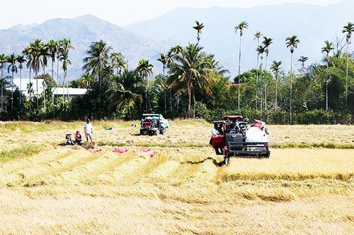 Điều tra chi phí sản xuất lúa đông xuân
