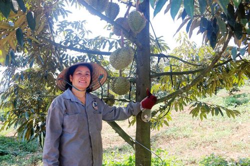Làm giàu từ sầu riêng