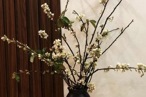 Hoa táo mèo Tây Bắc tấp nập về thủ đô 'đón khách'