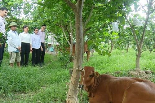 Thoát nghèo nhờ nguồn vốn chính sách