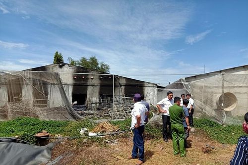 Diễn biến vụ chôn lậu 138 con lợn chết hôi thối ở Đồng Nai: Chủ trại nuôi lợn khai gì?