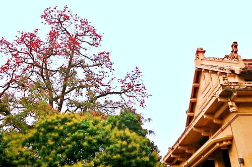 Hà Nội đẹp lạ mùa hoa gạo, sắc đỏ xua tan rét nàng Bân