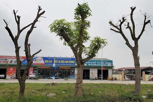 Hàng cây xanh ở 'trái tim thành Vinh' bị chết khô ven đường