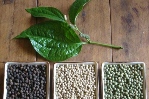 Giá tiêu hôm nay 25/3: Tăng 1.000 đồng/kg, Hiệp hội Hồ tiêu quốc tế cảnh báo sự bất thường