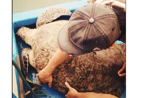 Thả một cá thể rùa xanh nặng 120kg về biển