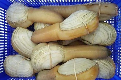 Ốc vòi voi khổng lồ trước giá 'chát'... nay đại hạ giá
