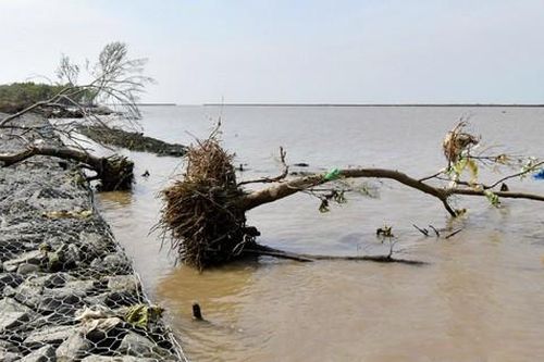 Sóng biển 'nuốt' mất rừng phòng hộ đê biển Tây Cà Mau