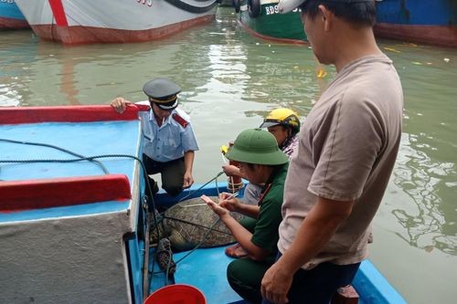 Thả một cá thể rùa biển quý hiếm bị mắc lưới ở Bình Định về đại dương