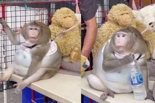 Khỉ béo như quả bóng khiến cả chợ cưng chiều, vuốt ve và cho ăn