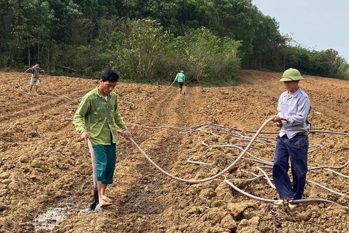 Nông dân Nghĩa Đàn thuê hàng chục ha đất trồng dưa hấu