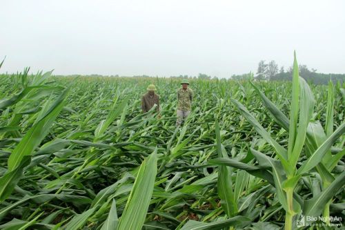 Nghệ An: Hàng trăm ha ngô đổ rạp chờ giải cứu