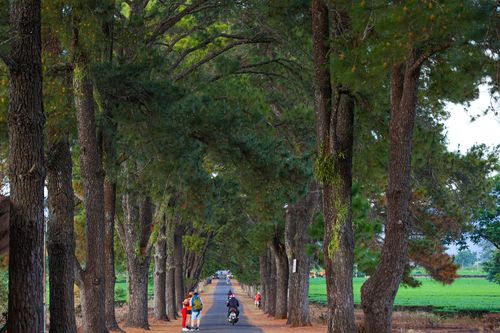 Những cung đường tuyệt đẹp chào đón vận động viên Marathon tại Pleiku
