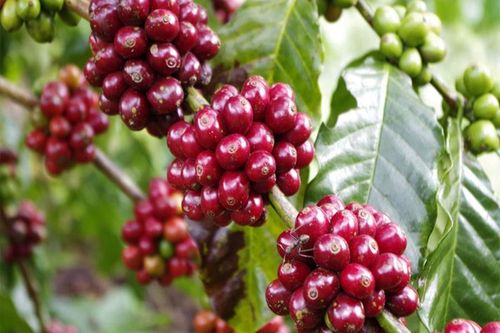 Giá cà phê hôm nay 25/3: Giao dịch cầm chừng, nguồn cung tiếp tục suy giảm