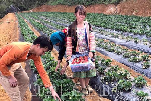 Lên vùng cao khởi nghiệp