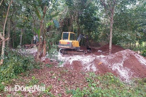Không phát hiện dịch, bệnh trên đàn heo chết chôn ở huyện Cẩm Mỹ