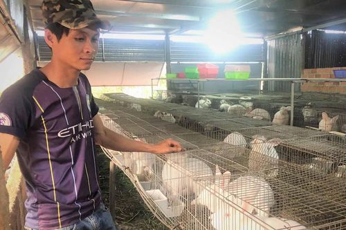 Nông hội chăn nuôi thỏ xã Nam Yang: Nâng tầm giá trị sản phẩm