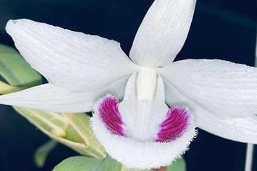 Thận trọng khi tham gia mua, bán lan đột biến