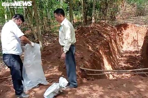 138 con lợn chết, chôn giữa rừng cao su ở Đồng Nai: Cơ quan Thú y kết luận gì?