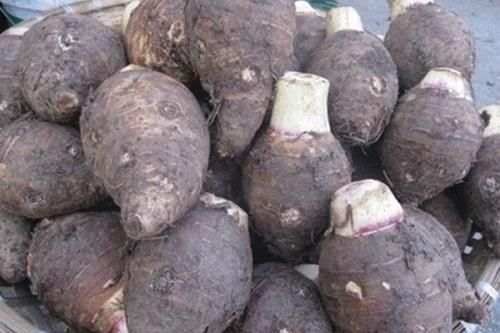 Trồng khoai môn sáp cho lợi nhuận cao