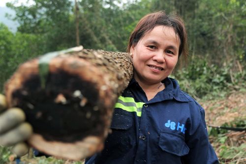 Nghề phu gỗ keo ở vùng cao Thanh Hóa