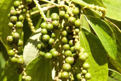 Giá tiêu hôm nay 26/3: Tây Nguyên tăng mạnh hơn Đông Nam Bộ, giá tiêu sẽ đạt đỉnh vào tháng 9/2021