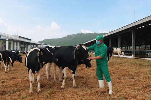 Vinamilk nhập hơn 2.100 bò sữa HF thuần chủng từ Mỹ