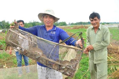 Nhiều ý kiến chung quanh kế hoạch chi gần 30 tỷ đồng diệt chuột