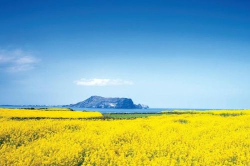 Chạy trực tuyến khám phá mùa xuân Jeju